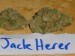 jack-herrer-cannabis-cup-winner.jpg